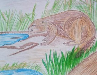 "Водоём бобра"
