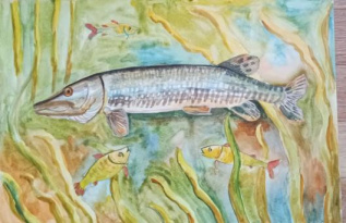 Донская Щука