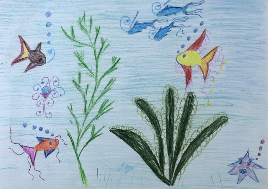 «Чудо рыбки»