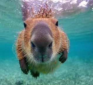 Подводная зарядка капибыра Ундины