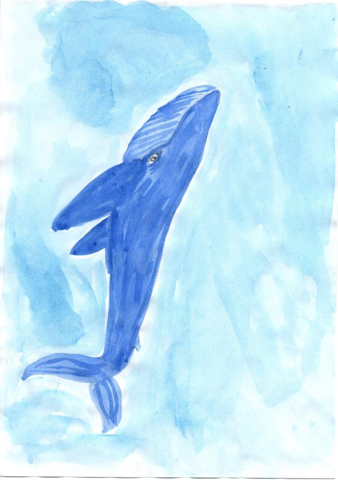 Кит морской 