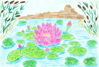 лилия на воде