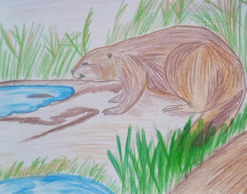 "Водоём бобра"