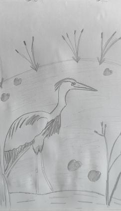 Цапли на заливном лугу